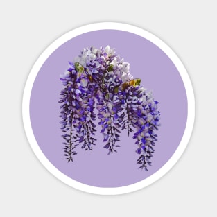 Bunch of Wisteria Magnet